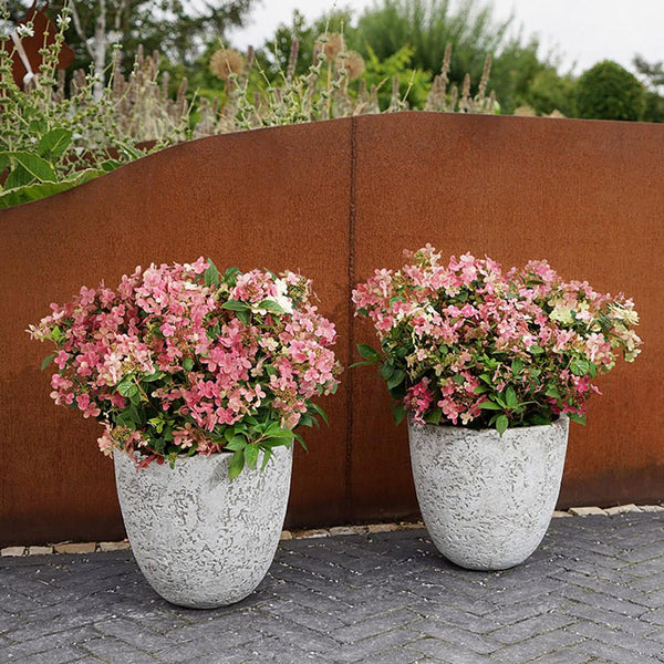 Hortensia Switch, livrat in ghiveci de 6 L