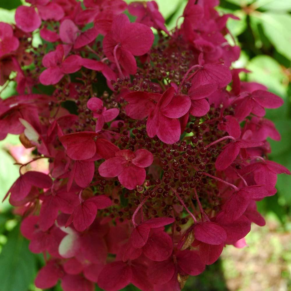 Hortensia Wim's Red, 10-20 cm inaltime, in ghiveci de 3L
