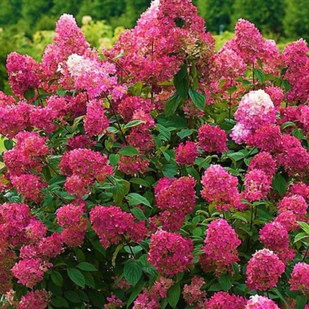 Hortensia Wim's Red, 10-20 cm inaltime, in ghiveci de 3L