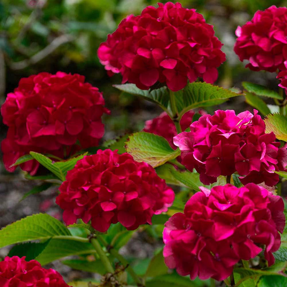 Hortensia Wim's Red, 10-20 cm inaltime, in ghiveci de 3L