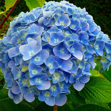 Hortensie albastru Forever - VERDENA-15-20 cm inaltime, livrat in ghiveci de 3 l