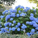 Hortensie albastru Forever - VERDENA-15-20 cm inaltime, livrat in ghiveci de 3 l