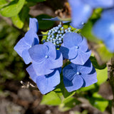 Hortensie Blaumeise, 10-15 cm inaltime, in ghiveci de 2L