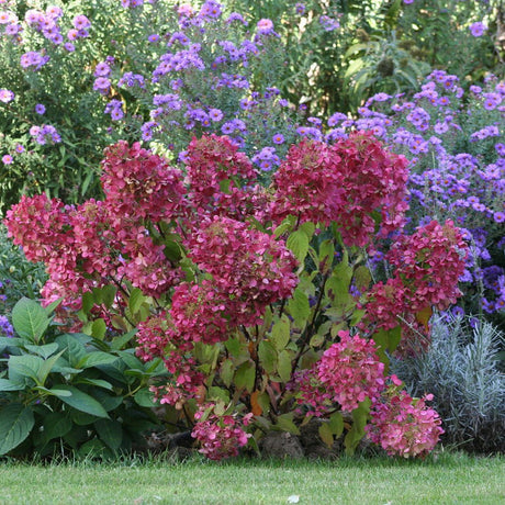 Hortensie Diamand Rouge - VERDENA-livrat in ghiveci de 6 L