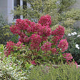 Hortensie de gradina Diamant Rouge, cu flori rosii-robiniu