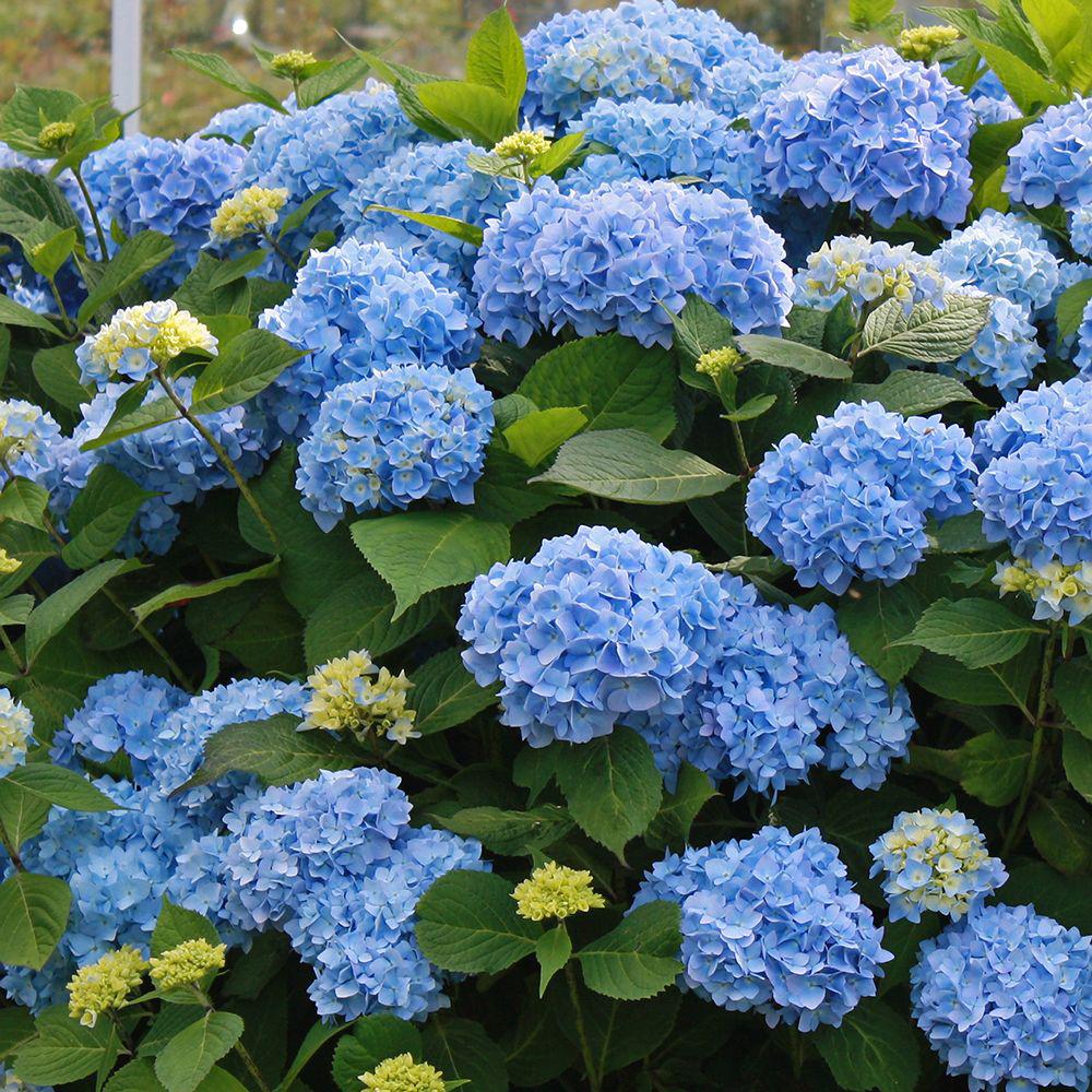 Hortensie Little Blue XS, 10-15 cm inaltime, in ghiveci de 2L