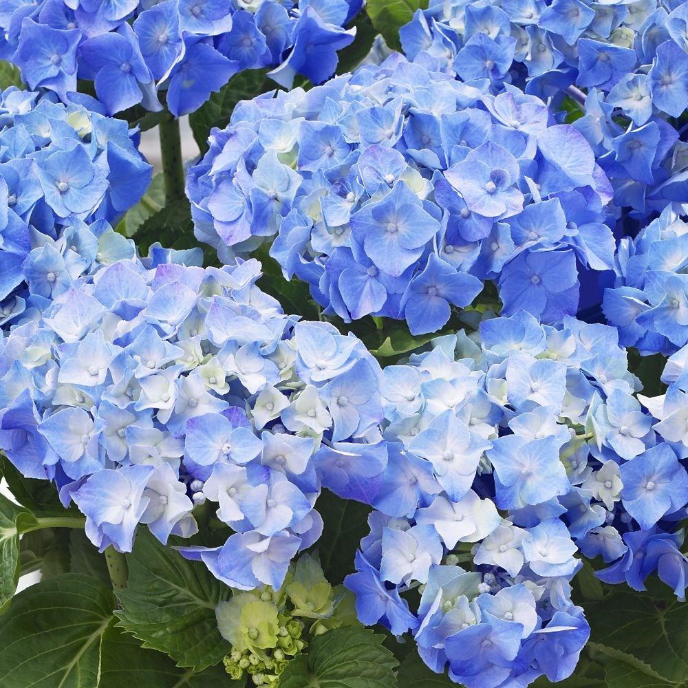 Hortensie Little Blue XS, 10-15 cm inaltime, in ghiveci de 2L
