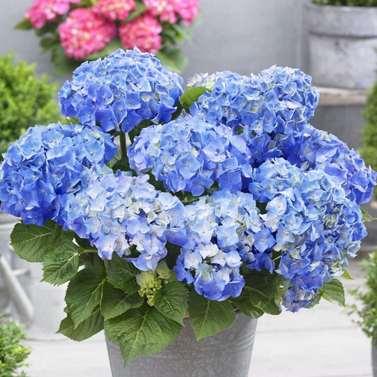 Hortensie Little Blue XS, 10-15 cm inaltime, in ghiveci de 2L