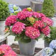 Hortensie Little Pink XS, 10-15 cm inaltime, in ghiveci de 2L
