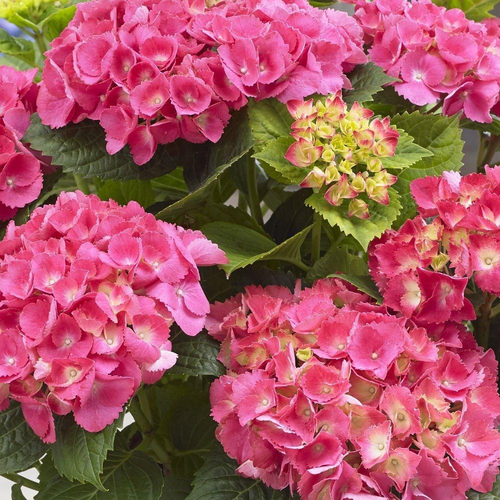 Hortensie Little Pink XS, 10-15 cm inaltime, in ghiveci de 2L