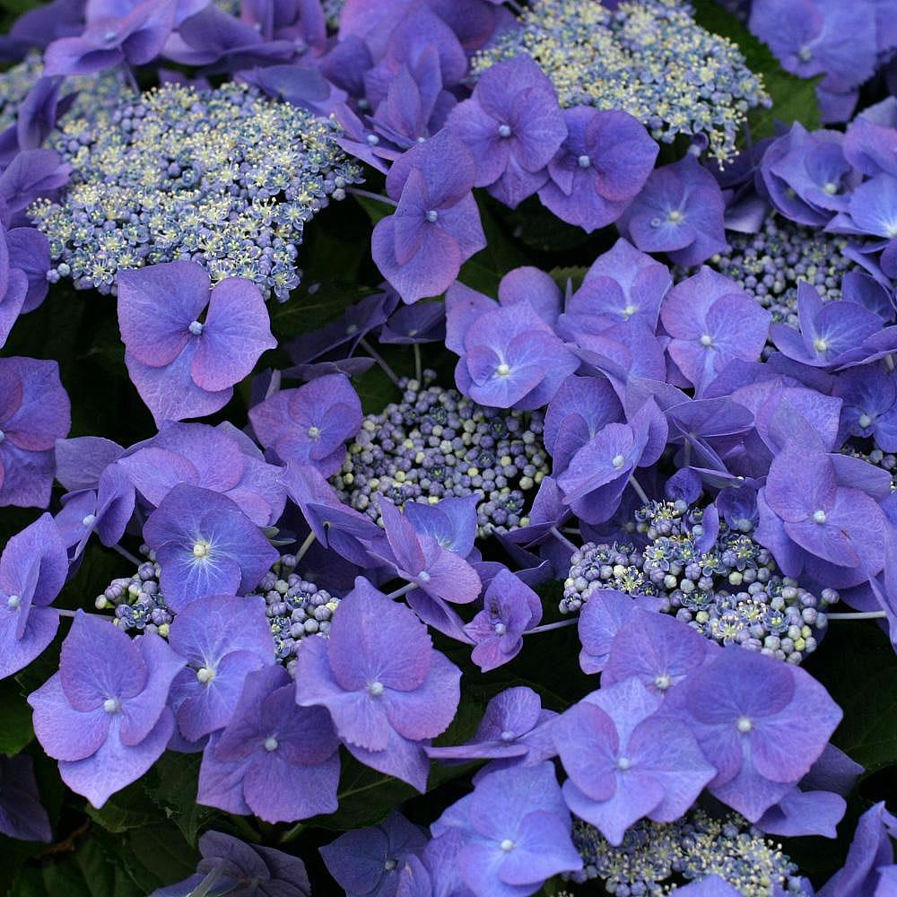 Hortensie Little Purple XS, 10-15 cm inaltime, in ghiveci de 2L