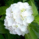Hortensie Little White XS, 10-15 cm inaltime, in ghiveci de 2L