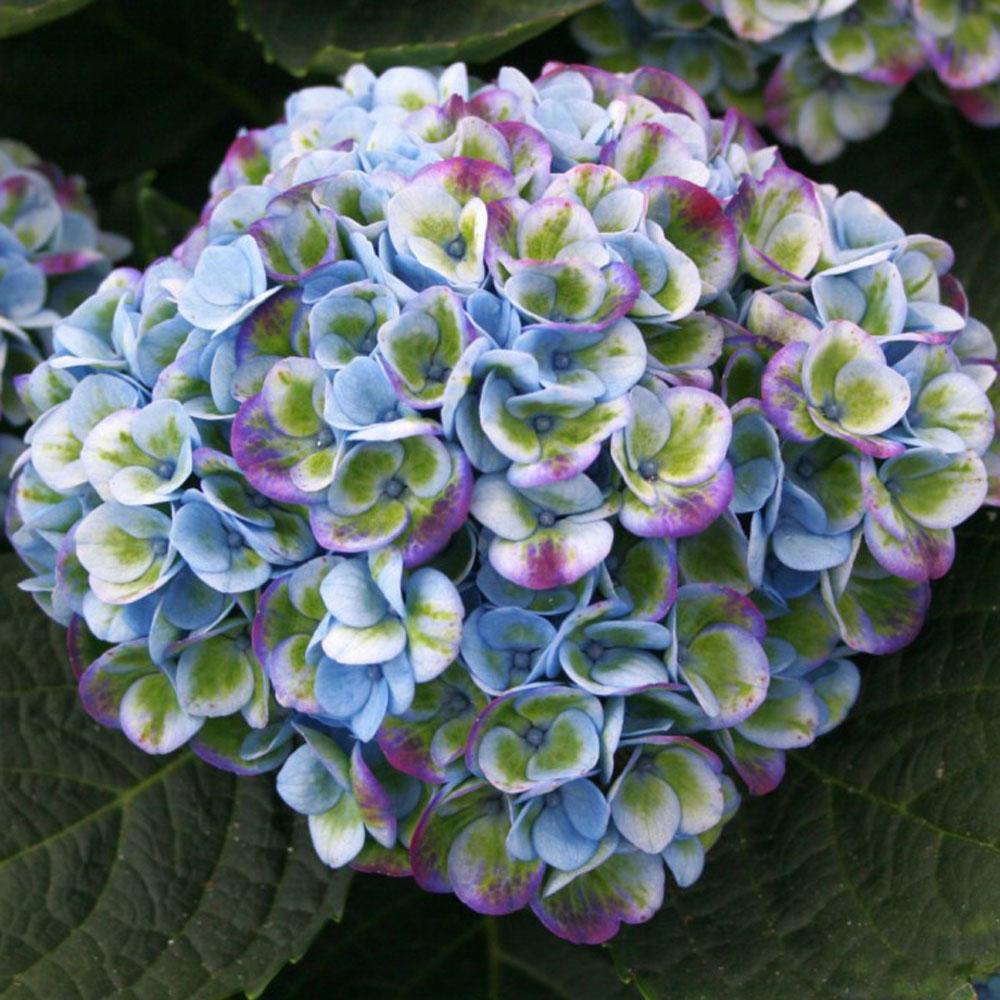 Hortensie Magical Four Seasons Blue, 15-20 cm inaltime in ghiveci de 3L