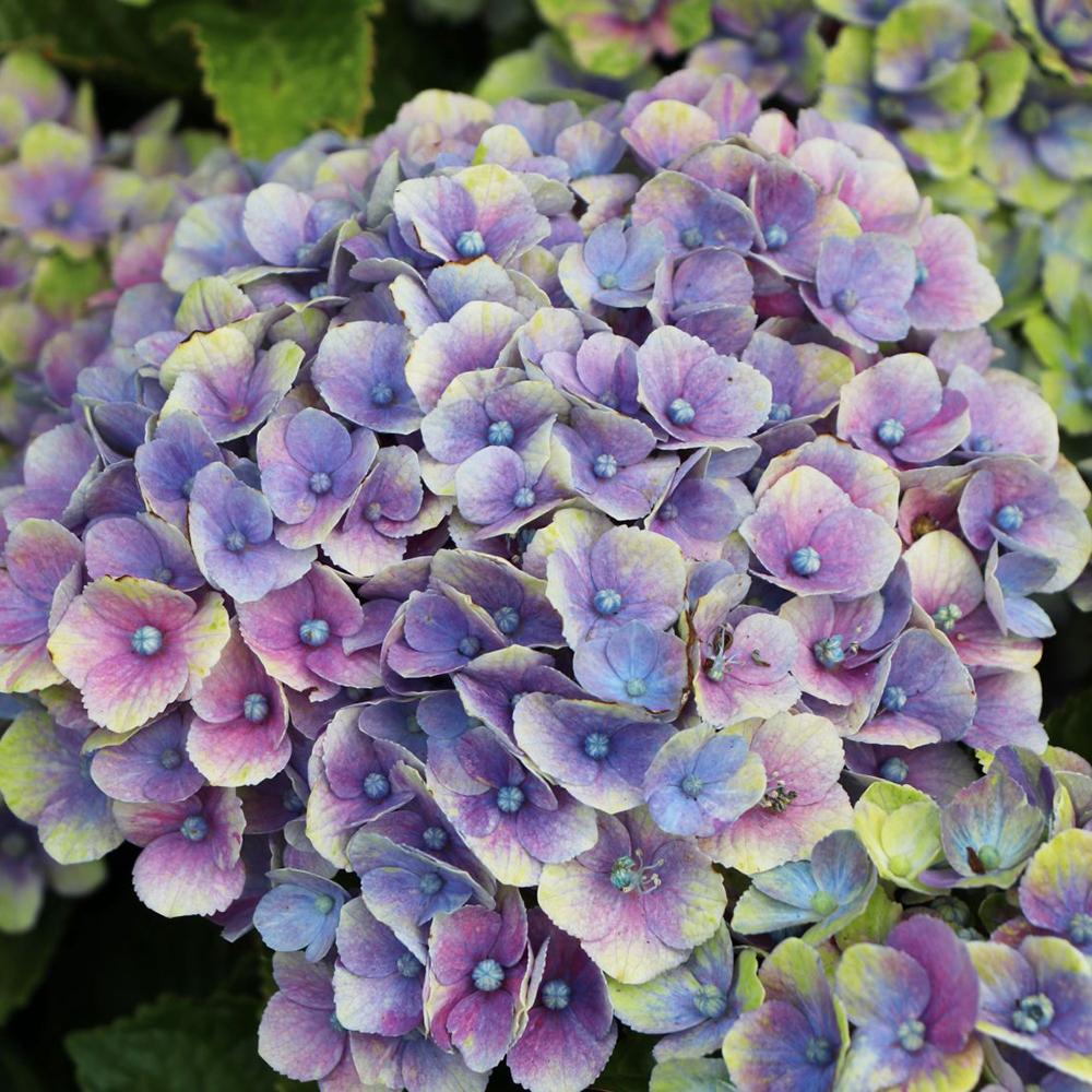 Hortensie Magical Four Seasons Blue, 30-40 cm inaltime in ghiveci de 6L