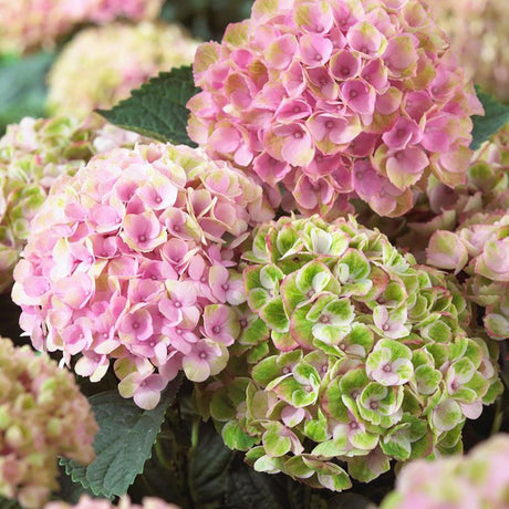 Hortensie Magical Four Seasons Pink, 15-20 cm inaltime in ghiveci de 3L