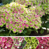 Hortensie Magical Four Seasons Pink, 30-40 cm inaltime in ghiveci de 6L