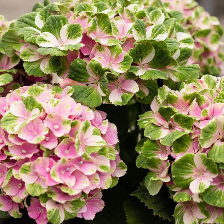 Hortensie Magical Four Seasons Pink, 30-40 cm inaltime in ghiveci de 6L