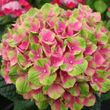 Hortensie Magical Four Seasons Pink, 30-40 cm inaltime in ghiveci de 6L