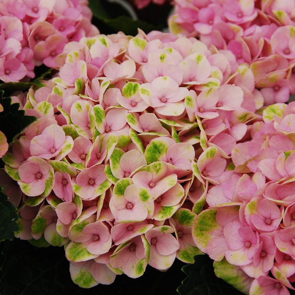 Hortensie Magical Four Seasons Pink, 30-40 cm inaltime in ghiveci de 6L