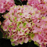 Hortensie Magical Four Seasons Pink