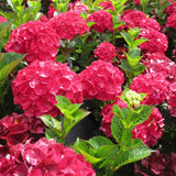Hortensie Magical Four Seasons Red, 15-20 cm inaltime in ghiveci de 3L