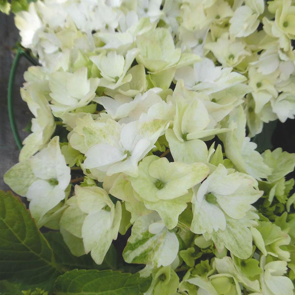 Hortensie Magical Four Seasons White, 15-20 cm inaltime in ghiveci de 3L