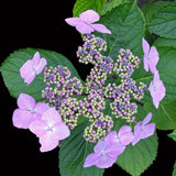 Hortensie Mariesii Lilacina, 10-15 cm inaltime, in ghiveci de 2L