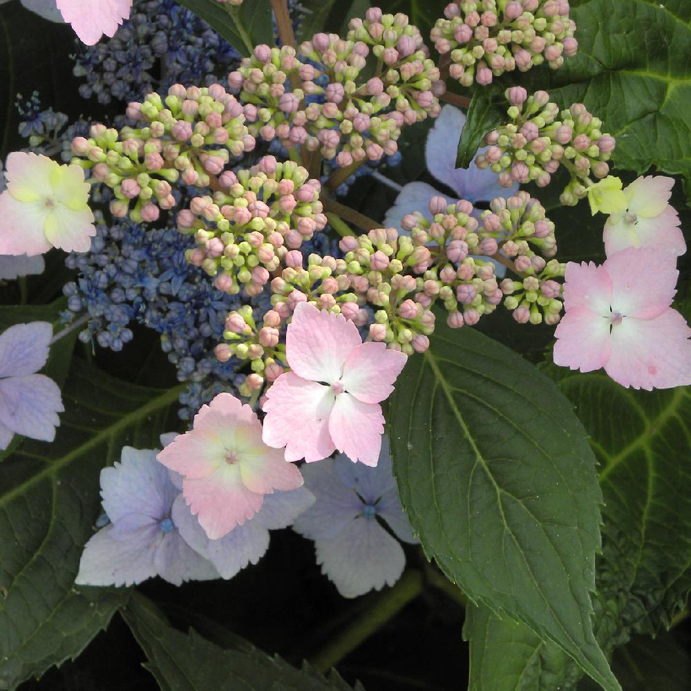 Hortensie Mariesii Lilacina, 10-15 cm inaltime, in ghiveci de 2L