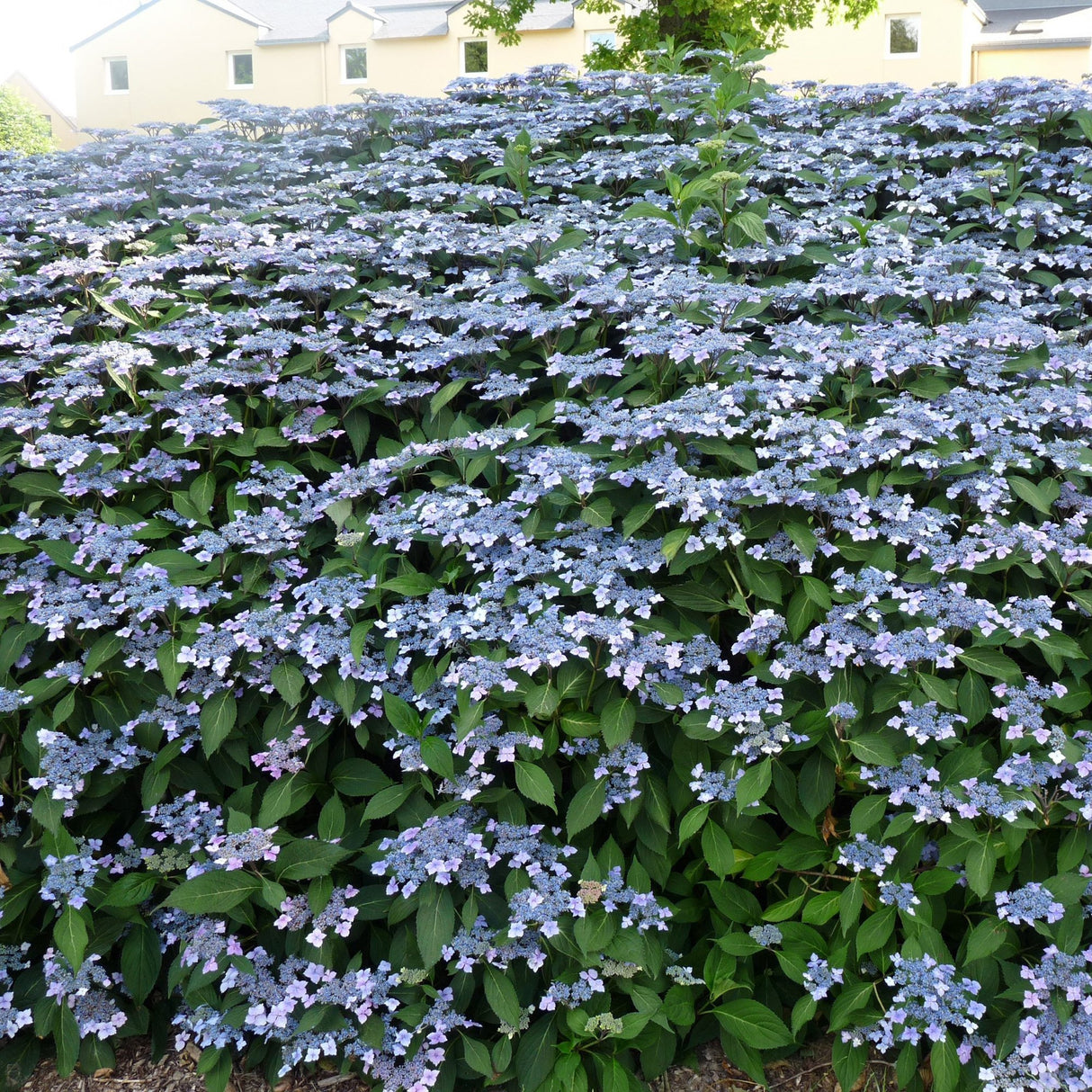 Hortensie Mariesii Lilacina, 10-15 cm inaltime, in ghiveci de 2L