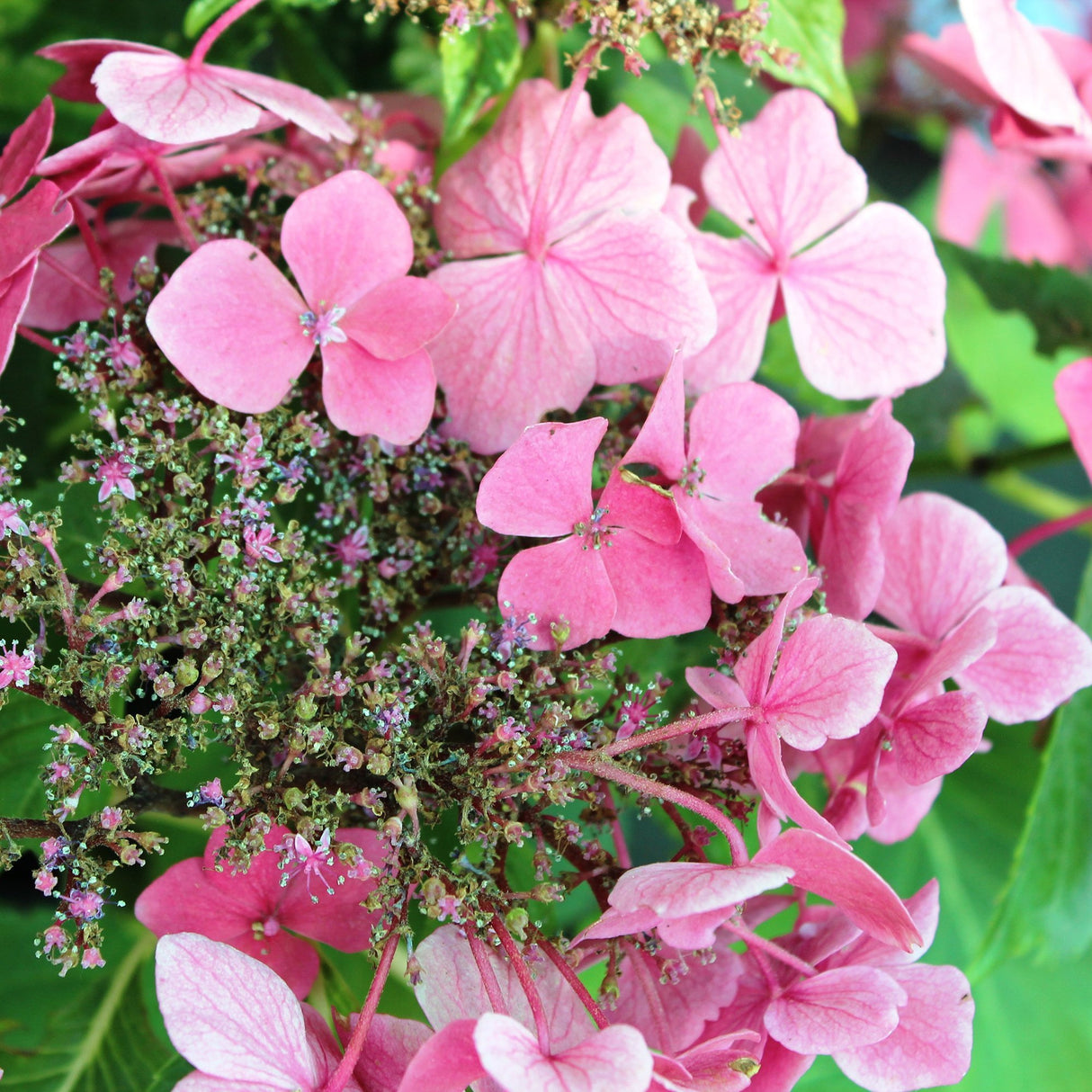 Black Friday - Reduceri Hortensie Roz-Pal Rotkehlchen Promotie