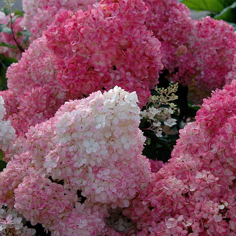 Hortensie roz-alb Sundae Fraise - VERDENA-25-30 cm inaltime, livrat in ghiveci de 4 l