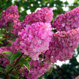 Hortensie roz-alb Sundae Fraise - Tip Copac - VERDENA-Tulpina de 60 cm inaltime, livrat in ghiveci de 5 l