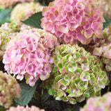 Hortensie Magical Four Seasons Pink, 30-40 cm inaltime in ghiveci de 6L