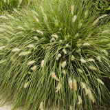 Iarba chinezeasca Pennisetum Hameln, 30-40 cm inaltime, in ghiveci de 4L