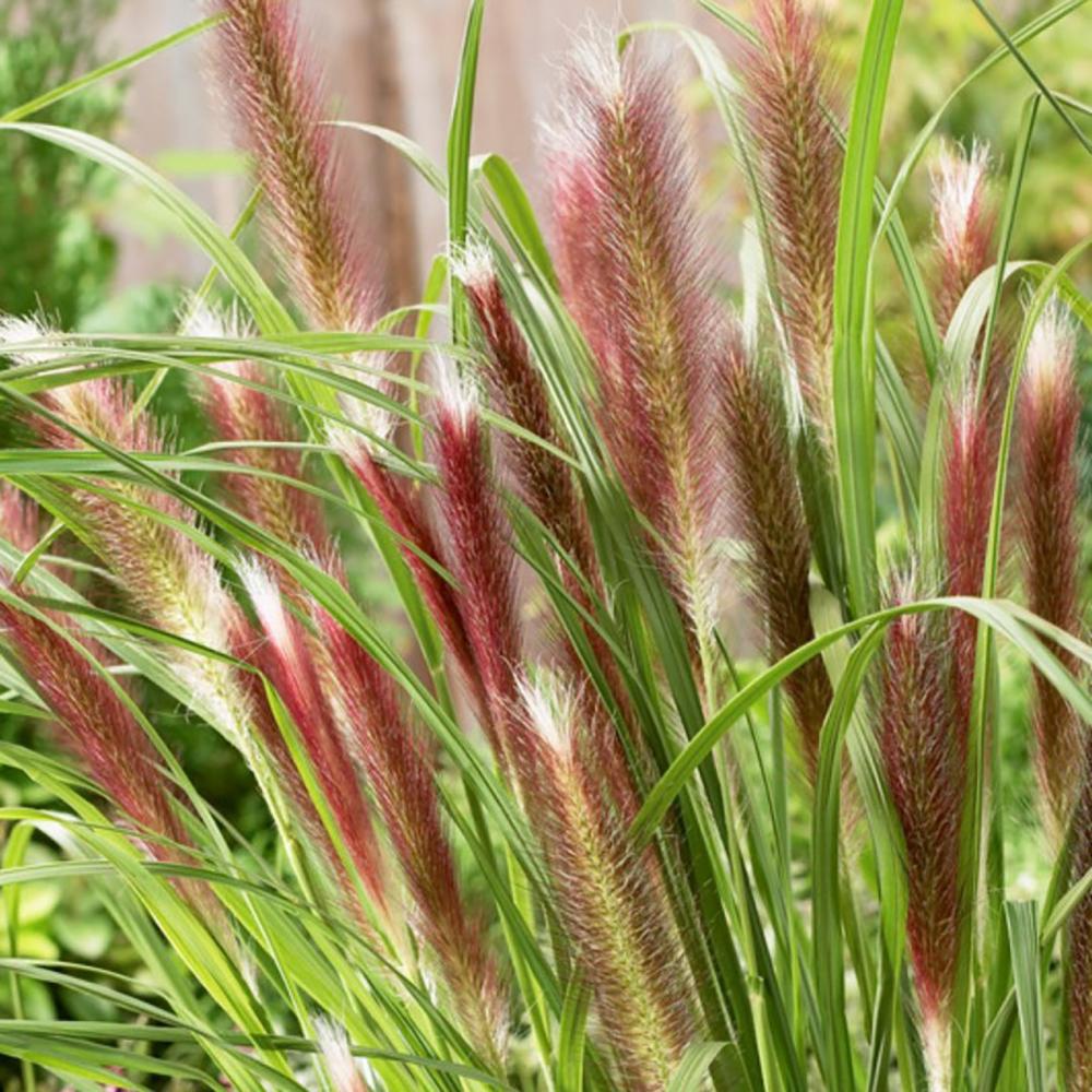 Iarba chinezeasca Pennisetum Redhead | Verdena – VERDENA