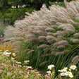 Iarba chinezeasca Pennisetum Redhead, 20-30 cm inaltime, in ghiveci de 3L