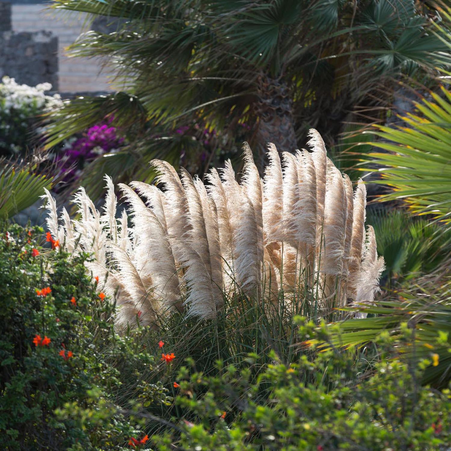 Iarba de Pampas (Cortaderia), 30 cm la livrare, in ghiveci de 5 L