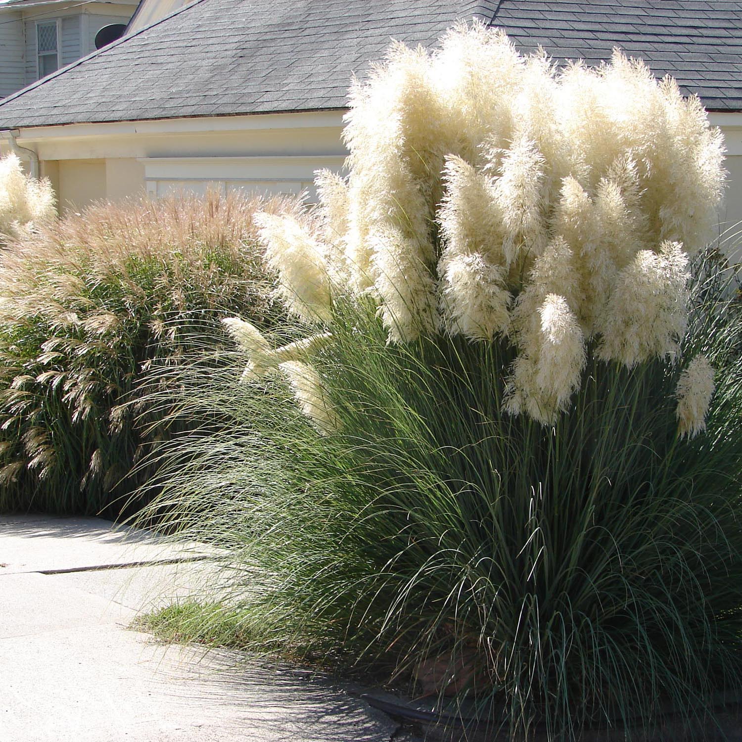 Iarba de Pampas (Cortaderia), 30 cm la livrare, in ghiveci de 5 L