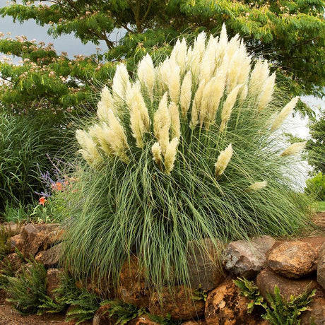 Iarba de Pampas (Cortaderia) Pumila, 30-40 cm la livrare, in ghiveci de 6.5 L