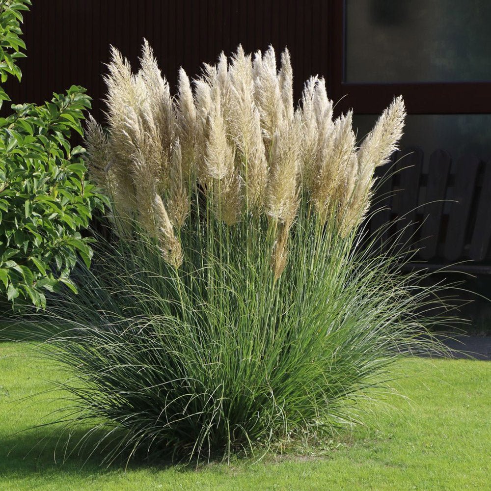 Iarba de Pampas (Cortaderia) Sunningdale Silver