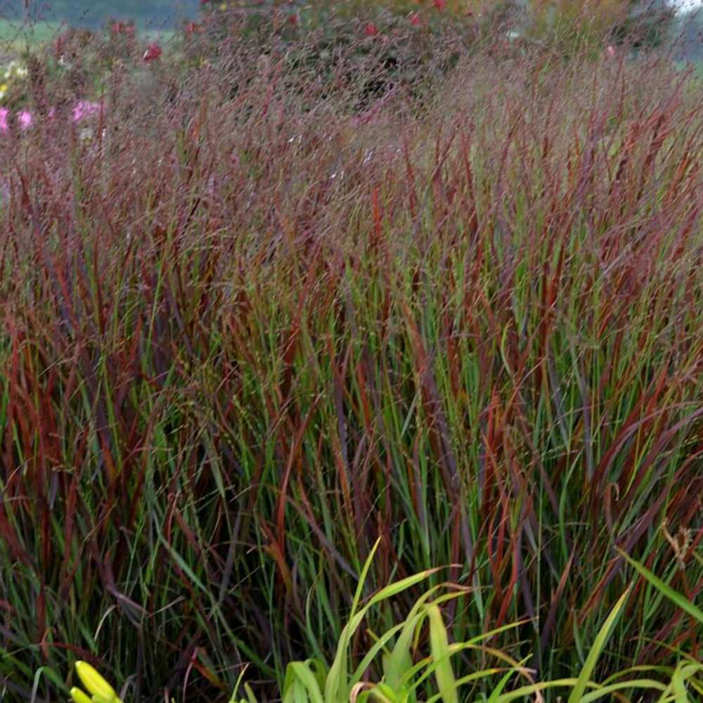 Iarba de Preerie Cheyenne Sky (Panicum virgatum) - VERDENA-livrat in ghiveci de 0.7 l