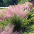 Iarba Decorativa Texas (Muhlenbergia Capillaris)