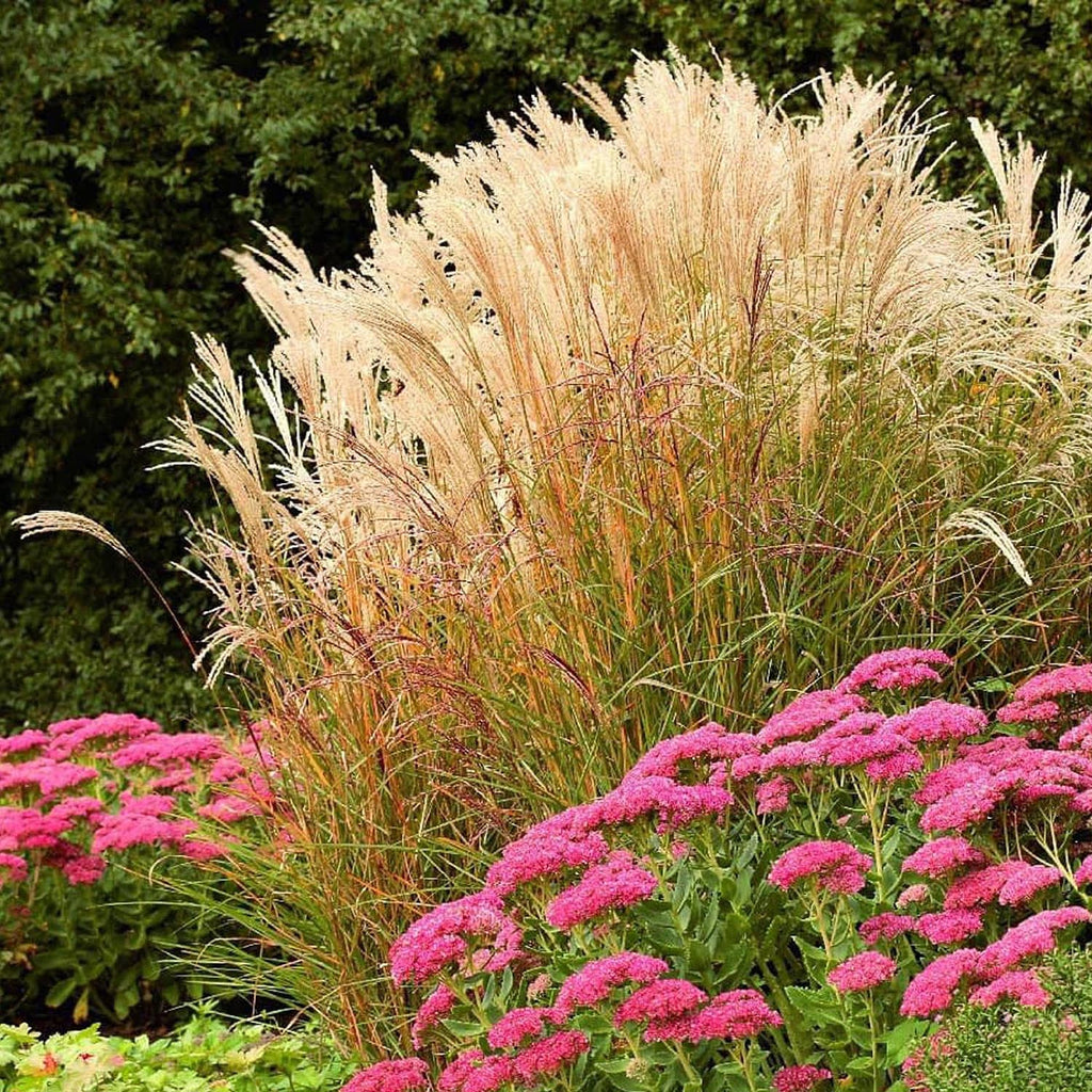 Iarba elefantului (Miscanthus sinensis) Adagio, livrat in ghiveci de 1L