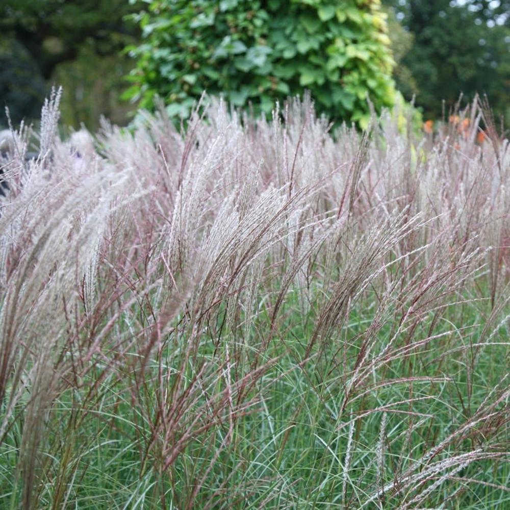 Iarba elefantului (Miscanthus sinensis) Silberspinne, livrat in ghiveci de 1L