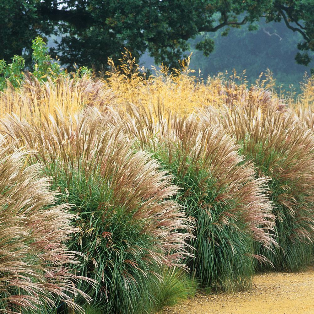 miscanthus sinensis variegatus