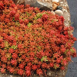 Iarba Grasa (Sedum) Coral Carpet - VERDENA-25 cm inaltime, livrat in ghiveci de 3 l