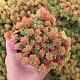 Iarba Grasa (Sedum) Coral Carpet - VERDENA-25 cm inaltime, livrat in ghiveci de 3 l