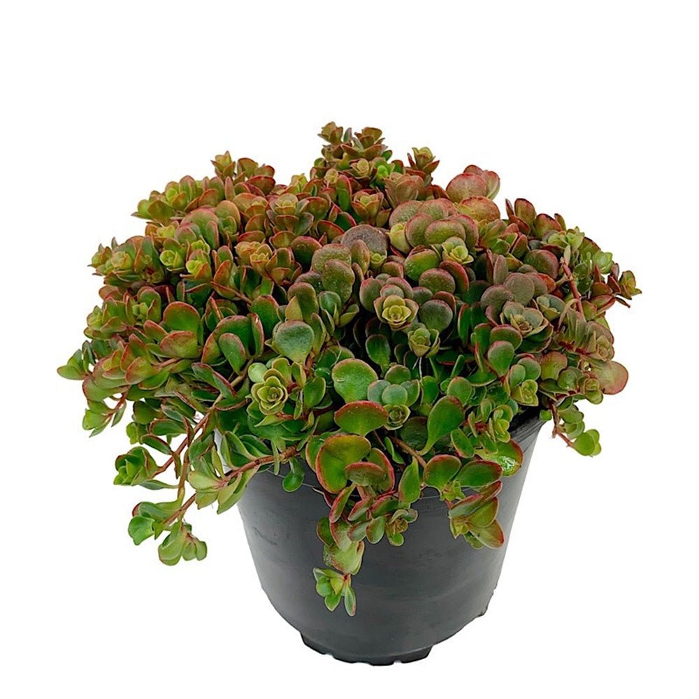 Iarba Grasa (Sedum) Coral Reef