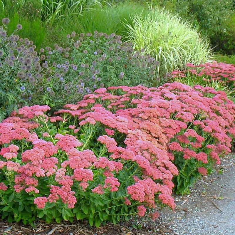 Iarba Grasa (Sedum) Herbstfreude - VERDENA-20-30 cm inaltime, livrat in ghiveci de 2 l