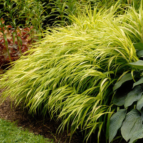 Iarba Hakonechloa All Gold, frunze aurii